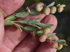 Phyllanthus fuernrohrii