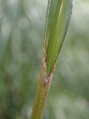 Scirpus