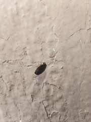 Stenolophus ochropezus