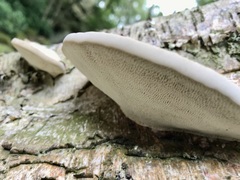 Daedaleopsis confragosa