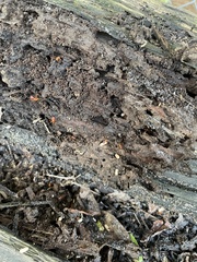 Camponotus floridanus