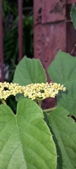Cissus verticillata