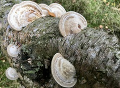 Daedaleopsis confragosa