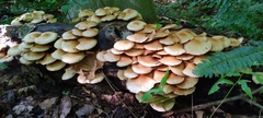Pholiota squarrosoides
