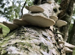 Daedaleopsis confragosa