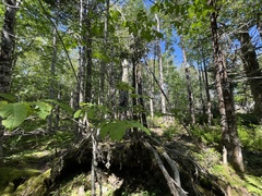 Fraxinus americana