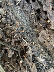 Camponotus floridanus