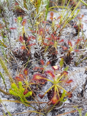 Drosera glabripes