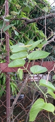 Cissus verticillata