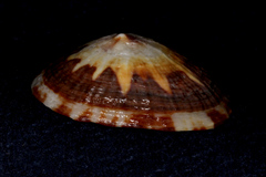 Cellana stellifera