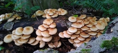 Pholiota squarrosoides