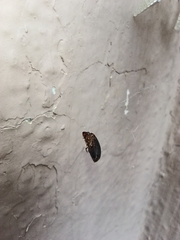 Stenolophus ochropezus