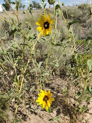 Helianthus petiolaris