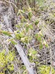 Rhododendron groenlandicum