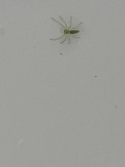 Lyssomanes viridis