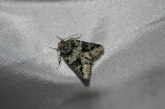 Lacinipolia