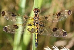 Celithemis elisa