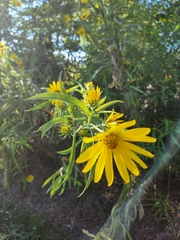 Helianthus maximiliani