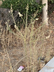 Erigeron bonariensis