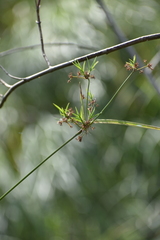Scirpus