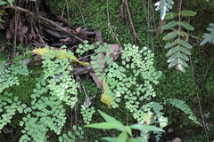 Adiantum poiretii
