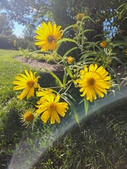 Helianthus maximiliani