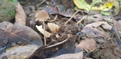 Coprinus