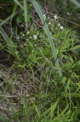Carex elongata