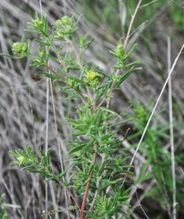 Aldama linearis
