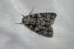 Acronicta marmorata