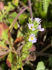 Euphrasia stricta