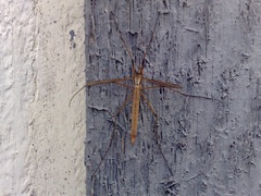Tipula