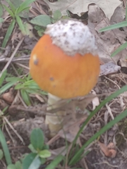 Amanita jacksonii