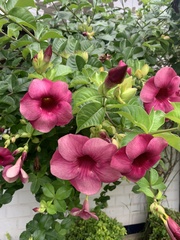 Allamanda blanchetii