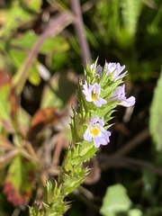 Euphrasia stricta