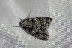 Acronicta marmorata