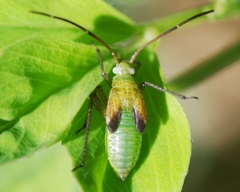 Adelphocoris lineolatus