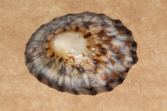 Cellana strigilis
