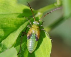 Adelphocoris lineolatus