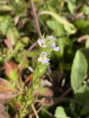 Euphrasia stricta
