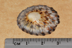Cellana strigilis
