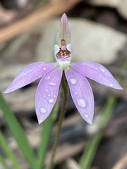Caladenia fuscata