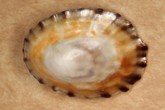 Cellana strigilis