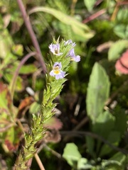 Euphrasia stricta