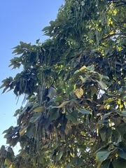 Catalpa bignonioides