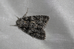 Acronicta marmorata