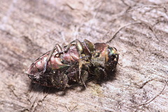 Chrysobothris affinis