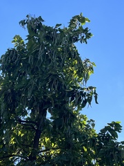 Catalpa bignonioides