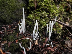 Clavaria