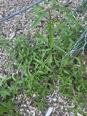 Eclipta prostrata